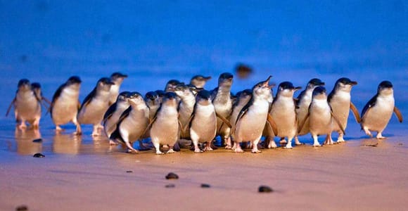 Phillip Island Penguin Parade mit ortskundigem Guide