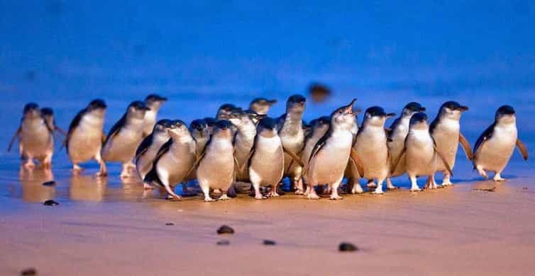Phillip Island Penguin Parade with Expert Local Guide