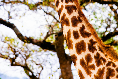 Arusha: 5-Day Private Mid Range Safari with Eyasi And Natron