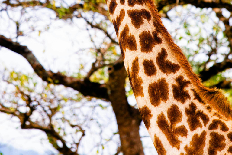 Arusha: 5-Day Private Mid Range Safari with Eyasi And Natron