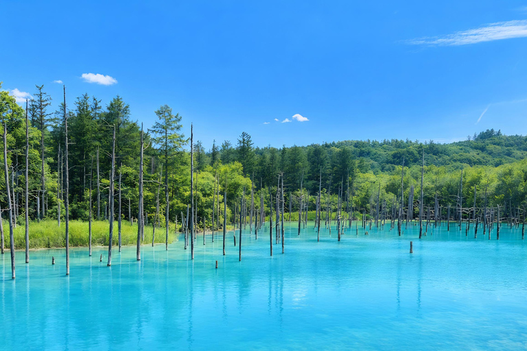 Hokkaido Asahiyama Zoo & Blue Pond Tour & Ningle Terrace 8:00 am meet at Odori Park subway station exit 31