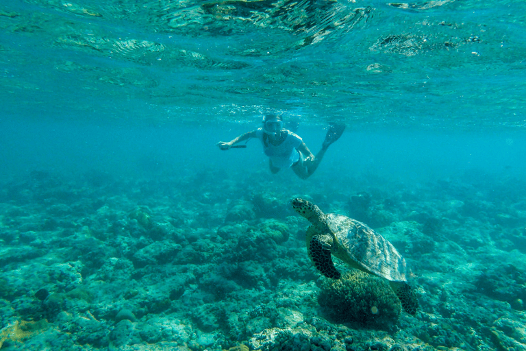 Gili Trawangan: Gruppi di snorkeling nei tre punti principaliOpzione 1: Snorkeling condiviso di 4 ore (punto di incontro Gili T)