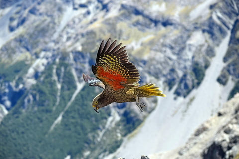 Private Arthurs Pass Alpine Vista Tagestour