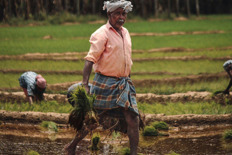 Kochi: Full-Day tour with Temple, Farming & Village Life