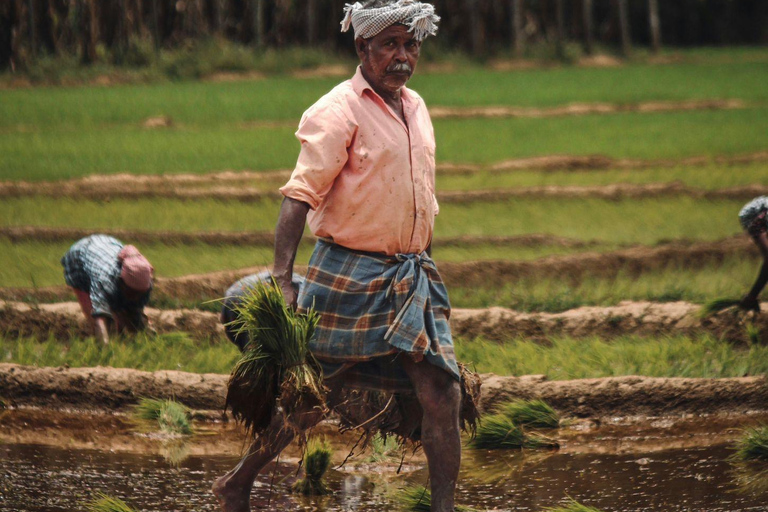 Kochi: Full-Day tour with Temple, Farming & Village Life