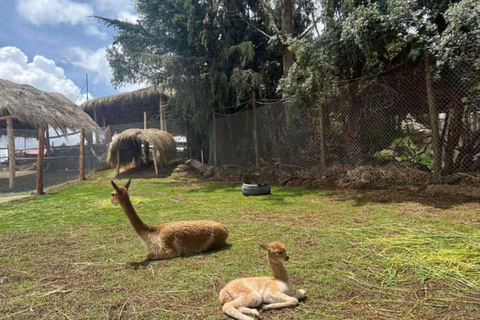 Cusco: Wycieczka na farmę alpak i lam z transferem i pokazem tkania