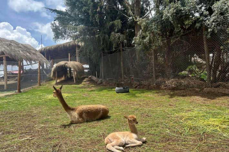 Cusco: Visita a uma fazenda de alpaca e lhama com transfer e demonstração de tecelagem