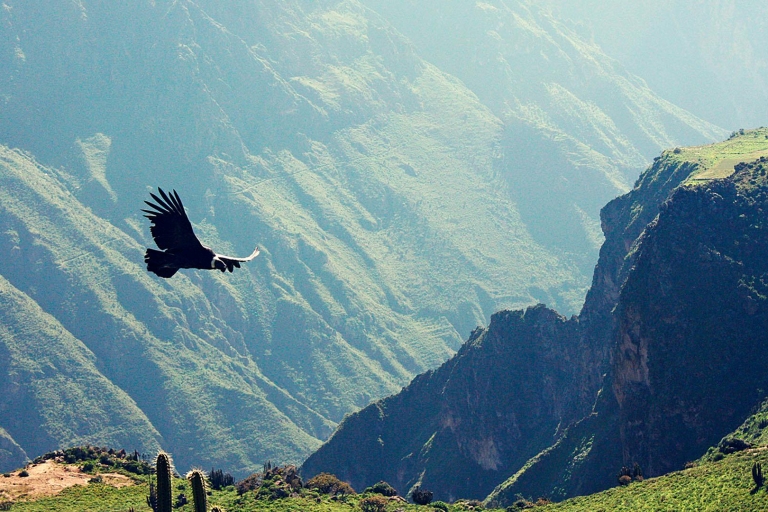 Arequipa: Excursie naar de Colca Canyon eindigend in Puno