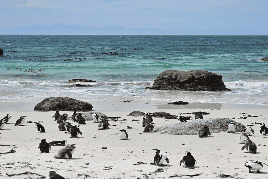Kapstadt Tafelberg Pinguine & Cape Point All-inclusive. Foto: GetYourGuide