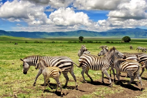 Wycieczka do krateru Ngorongoro i kultury Masajów