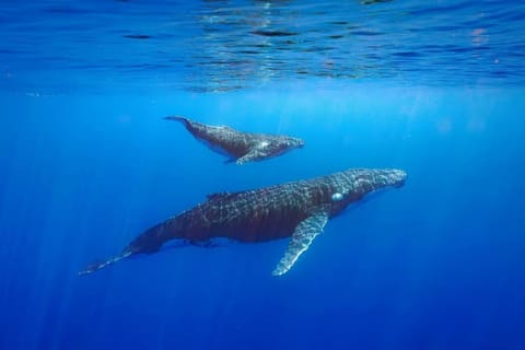 Tahiti : excursion privée d'observation des baleines