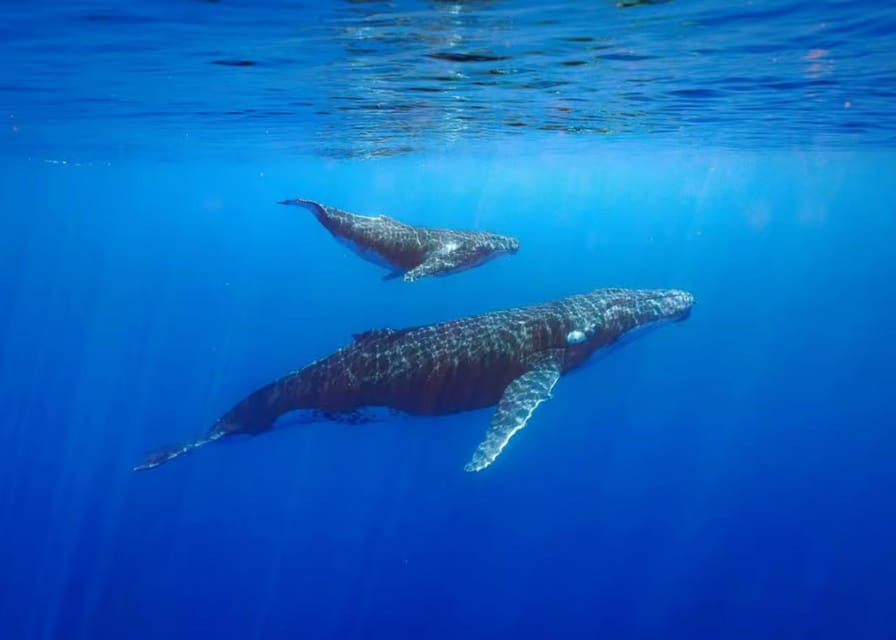 Tahiti : excursion privée d'observation des baleines