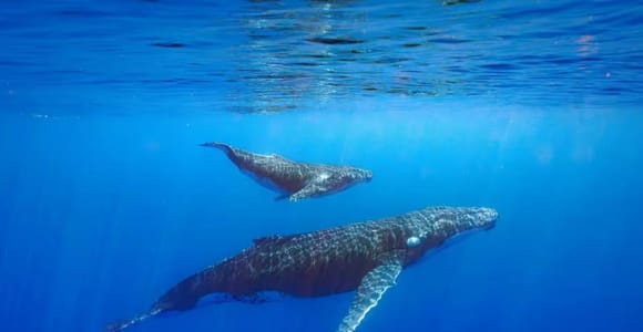 Tahiti: Private Whale Tour