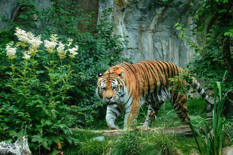 Desde Nueva Delhi: Excursión de 3 días al Parque Nacional de RanthamboreTour privado con alojamiento en hotel