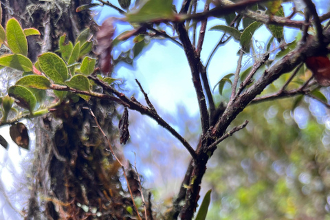 Von Bogota aus: Kolumbiens Andenhochland erkunden