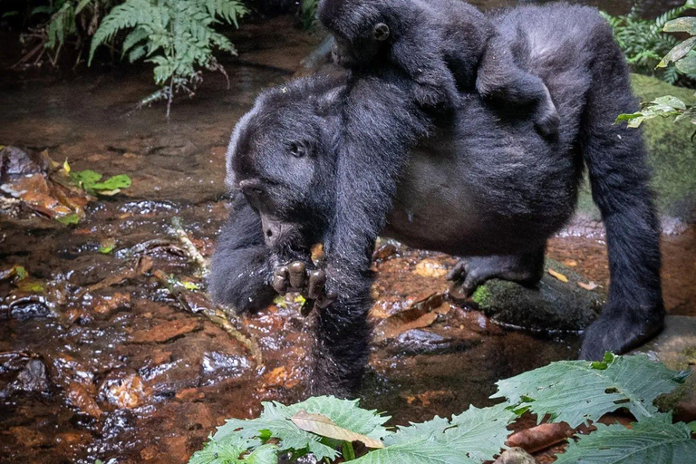 4 - DAY GORILLAS IN THE MIST - BWINDI GORILLA TREKKING