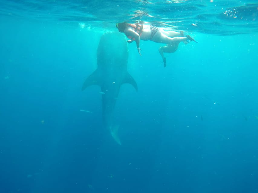 swim with sharks tulum