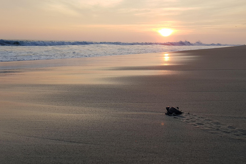 Desde Huatulco: Excursión Ecológica Cocodrilos y TortugasServicio Privado en Vehículo Avanza