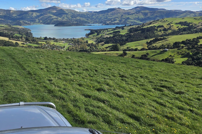 Christchurch: Akaroa & Alpaca Farm Tour with Lunch
