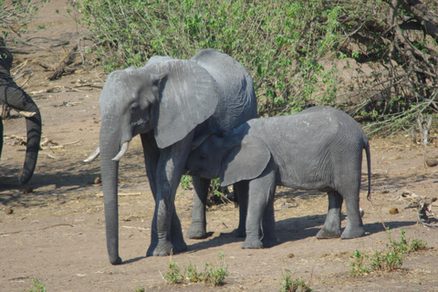 Safari de un día en HwangeExcursión de safari de día completo a Hwange