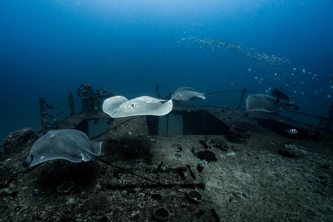 Sunshine Coast: Tauchgang im Schiffswrack der Ex-HMAS Brisbane