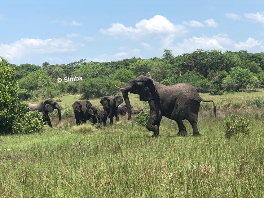 Safari Im Maputo Nationalpark Getyourguide