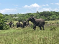 Safari in Maputo National Park - Housity