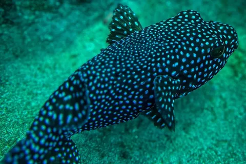 Tour di snorkeling dell'isola di Cano da Uvita