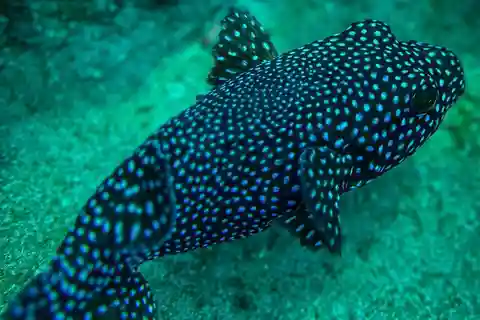 Cano Island Snorkeling Tour from Uvita