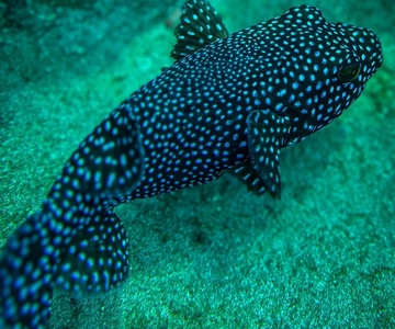 Cano Island Snorkeling Tour from Uvita