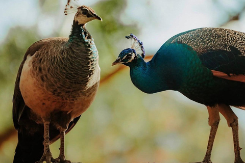 South Discovery :Wild Life Safari at Casela Park with Lunch