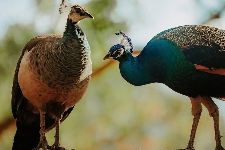 South Discovery :Wild Life Safari at Casela Park with Lunch
