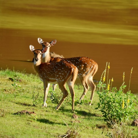 Visit Yala National Park Wildlife safari from Mirissa in Mirissa, Sri Lanka