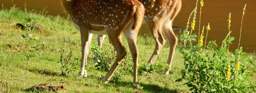 Safari dans le parc national de Yala au départ de Mirissa