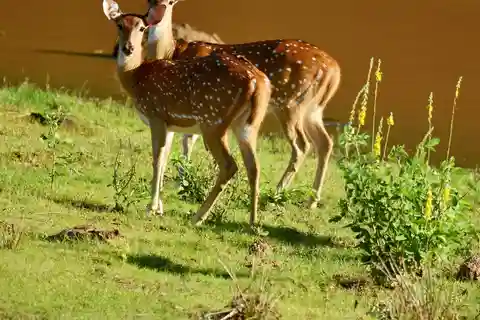 Yala National Park Wildlife safari from Mirissa
