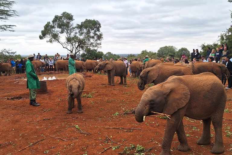 Excursion d&#039;une demi-journée à l&#039;orphelinat des éléphants et au centre des girafes