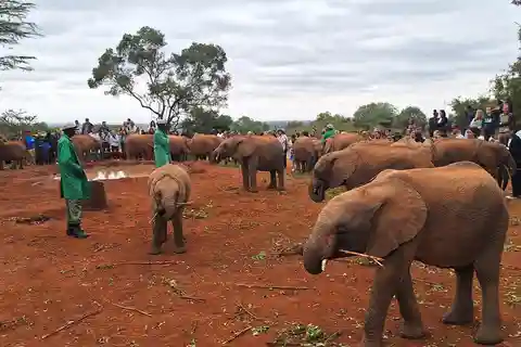 Escursione di mezza giornata all'Orfanotrofio degli Elefanti e al Centro delle Giraffe