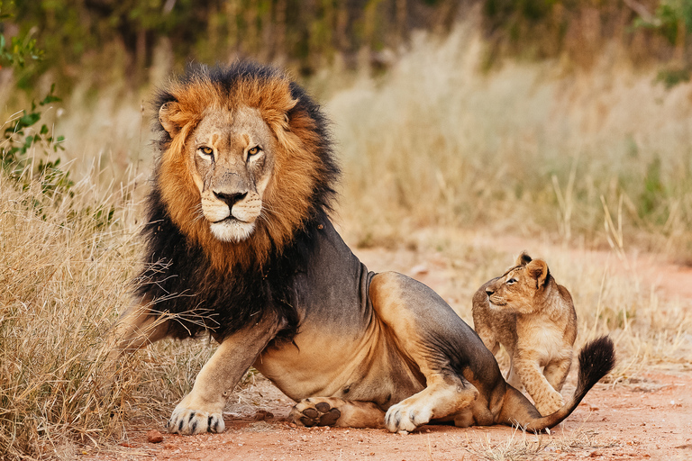 Aquila privé wildreservaat: Zonsondergangsafari met entreegeldAquila Private Game Reserve: zonsondergangsafari met toegangsprijs