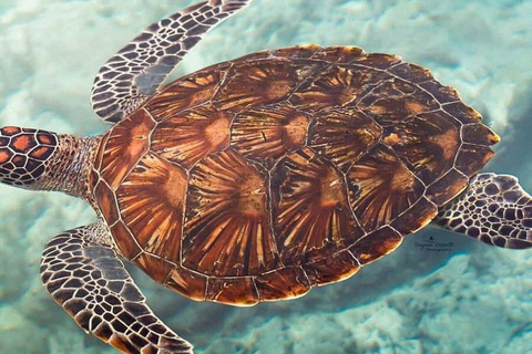 Zanzibar: Red Colobus monkeys & Sea Turtles Swim Guided Tour