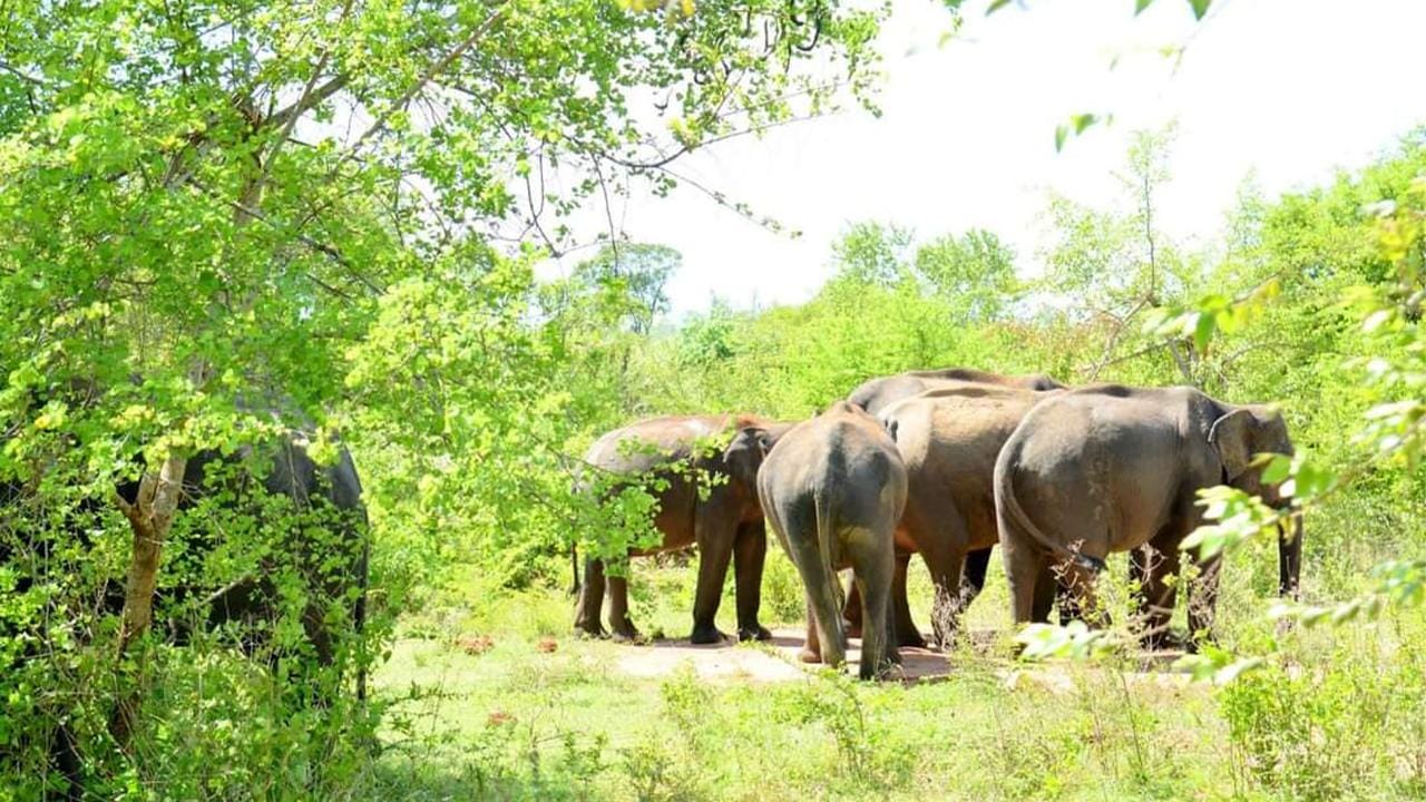 Private Tour zum Minneriya Safari Park ab Habarana/Sigiriya