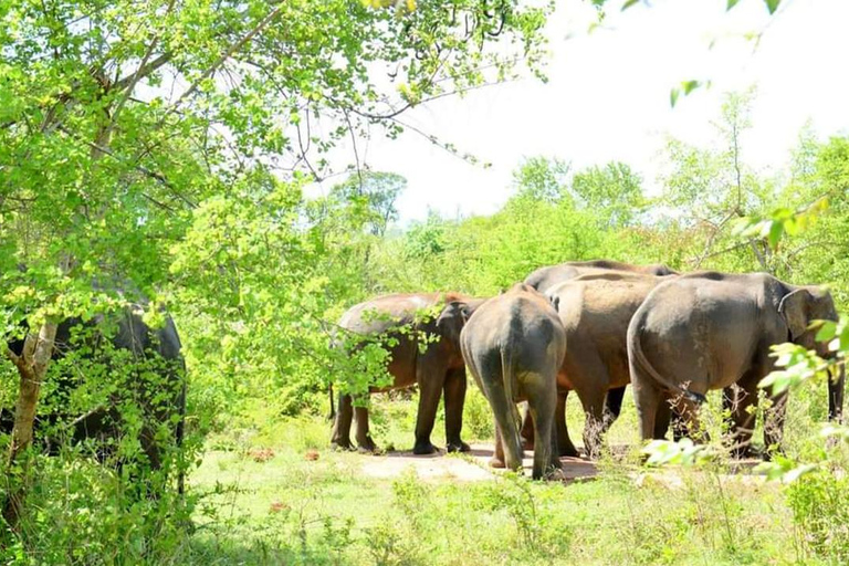 Safari al Parque Nacional de Minneriya Desde Habarana