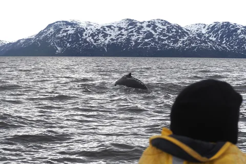 From Alta: Small group Whale watching