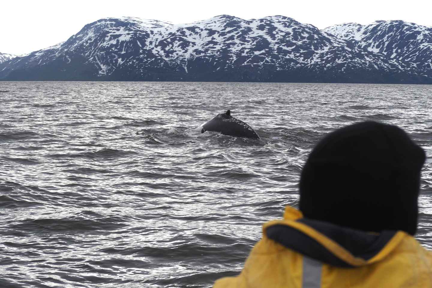 From Alta: Whale watching experience