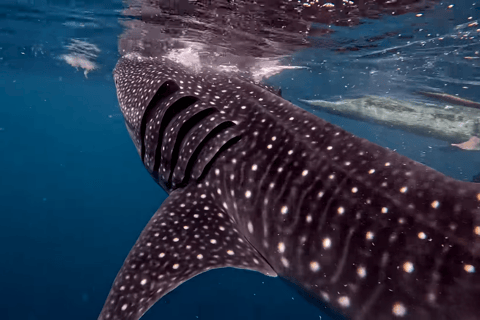 Cebu: Tour di gruppo di Oslob Whaleshark e Canyoneering con pranzo