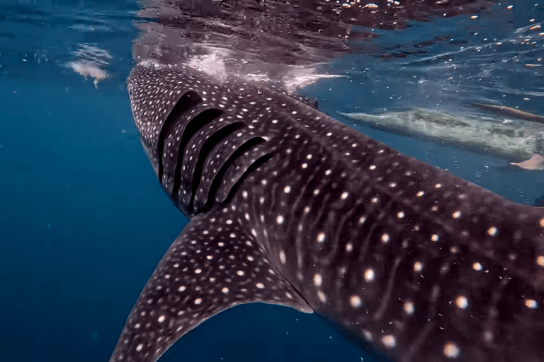 Cebu : Excursion en groupe à Oslob Whaleshark et Canyoneering avec déjeuner