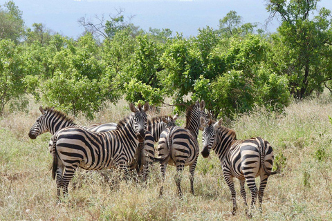 Campamento de safari de 3 días en el Parque Nacional Meru-Ikweta