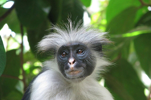 ZANZIBAR: Stone Town, foresta di Jozani, grotta di Kuza e la rocciaTOUR PRIVATO SENZA TRASFERIMENTO INCLUSO