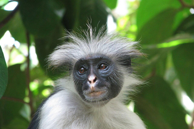 ZANZIBAR: Stone Town, foresta di Jozani, grotta di Kuza e la rocciaTOUR PRIVATO SENZA TRASFERIMENTO INCLUSO