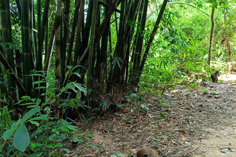 Khao Sok: Trekking privado de um dia, jantar na selva e safári noturno