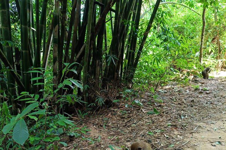 Khao Sok: Día de senderismo privado, cena en la selva y safari nocturno